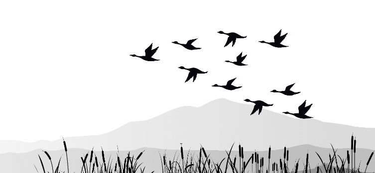 Flock of geese flying in formation